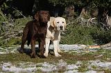 LABRADOR 949